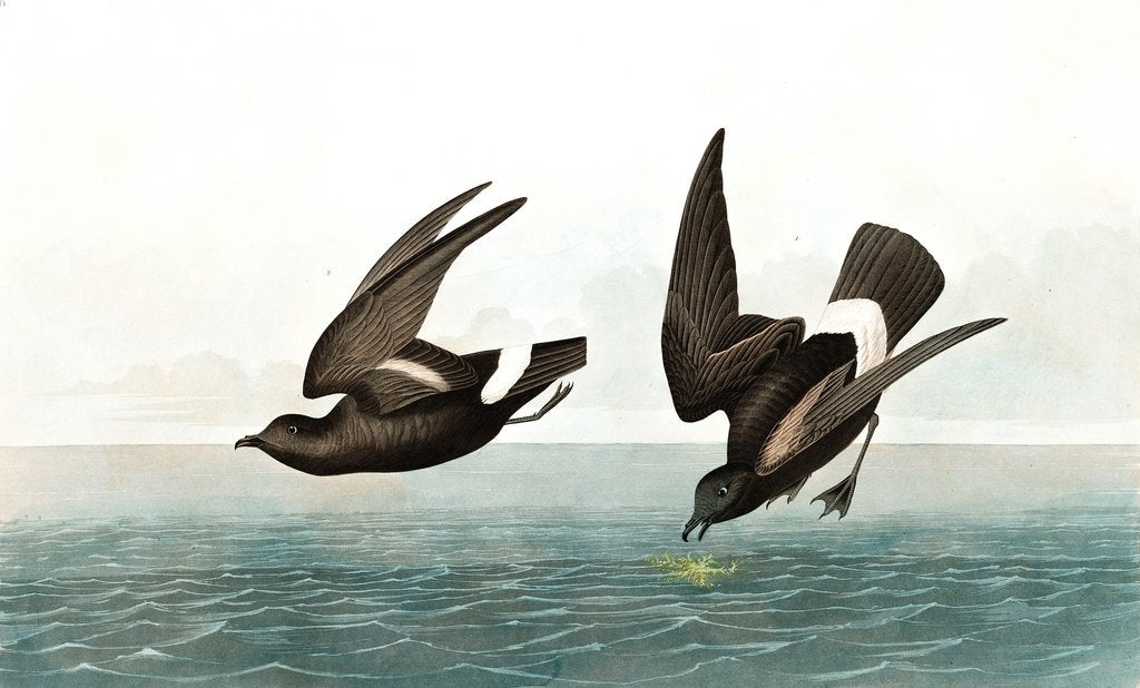 Detail of Least Stormy Petrel, Thalassidroma Pelagica, 1845 by John J. Audubon
