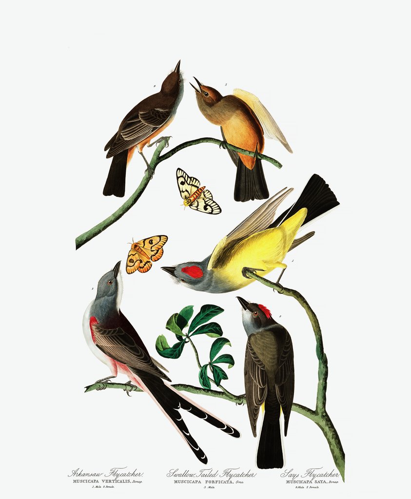 Detail of Three Varieties of Flycatcher, 1845 by John J. Audubon