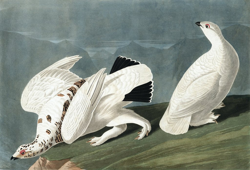 Detail of American Ptarmigan, Tetrao Mutus: White Tailed Grous, Tetrao Leucurus, 1845 by John J. Audubon
