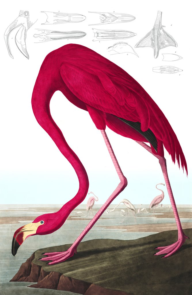 Detail of American Flamingo, Phoenicopterus Ruber, 1845 by John J. Audubon