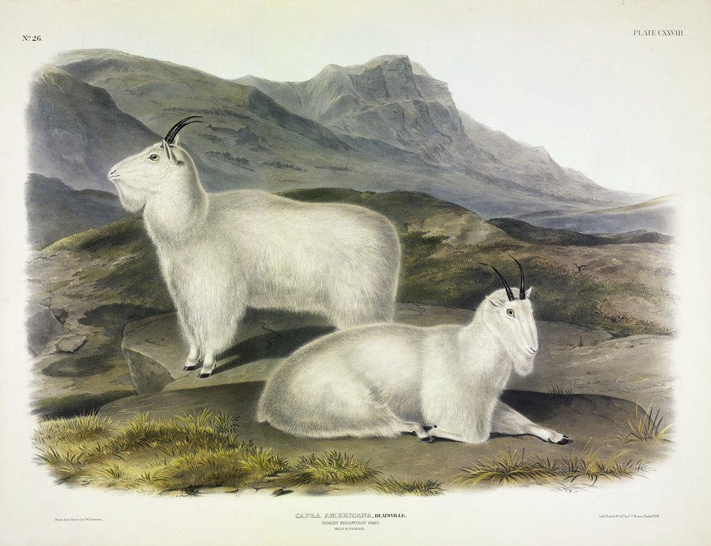 Detail of Rocky Mountain Goat, Capra Americana, 1845 by John J. Audubon