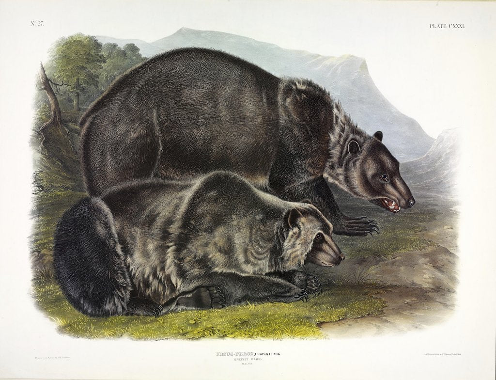 Detail of Grizzly Bear, Ursus Freox, 1845 by John J. Audubon
