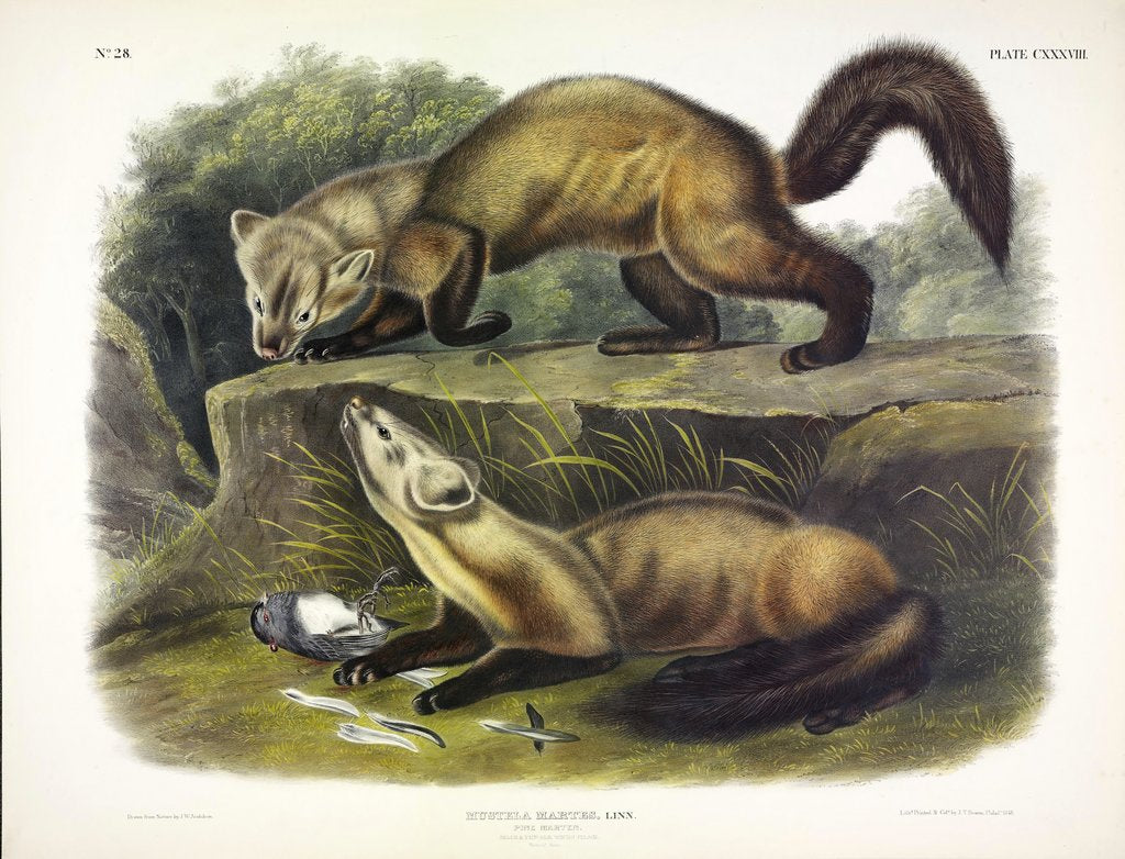 Detail of Pine Marten, Mustela Martes, 1845 by John J. Audubon