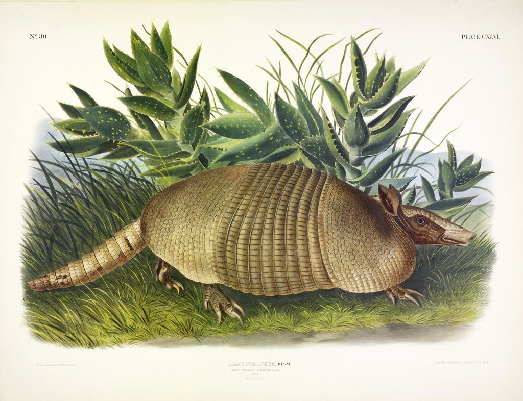 Detail of Nine-Banded Armadillo, Dasypus Peba, 1845 by John J. Audubon