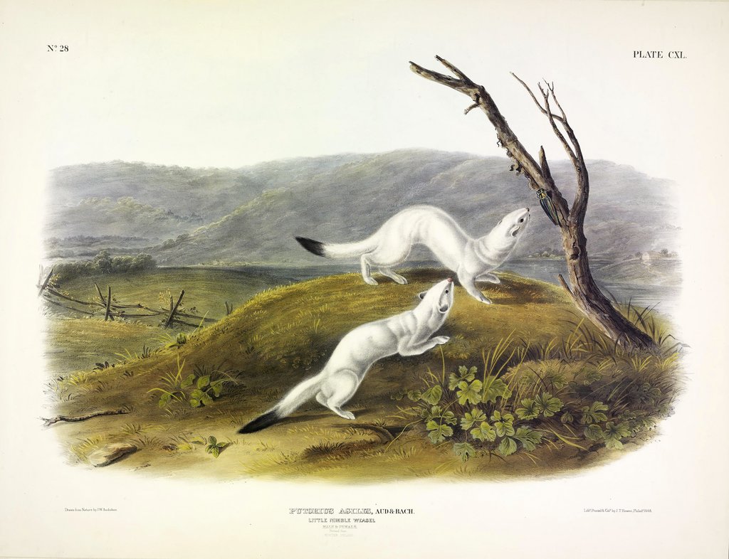 Detail of Litle Nimble Weasel, Putorius Agilis, 1845 by John J. Audubon