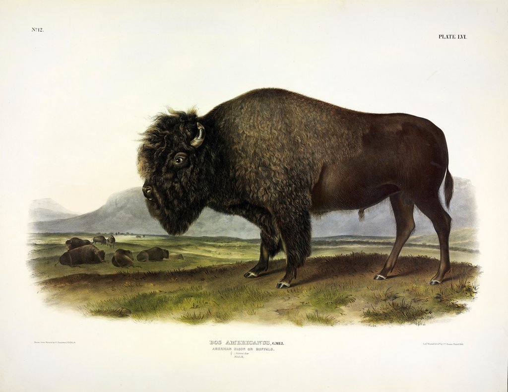 Detail of American Bison, Bos Americanus, 1845 by John J. Audubon