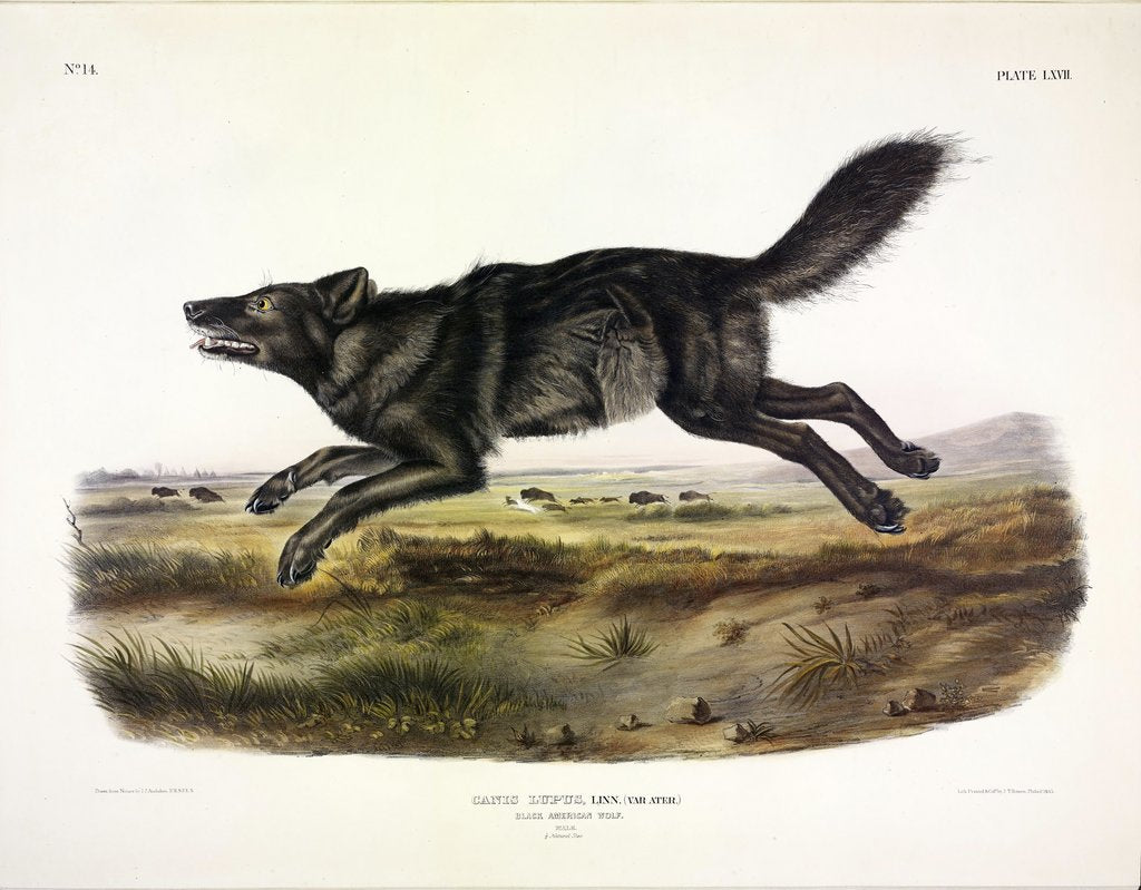 Detail of Black American Wolf, Canis Lupus, 1845 by John J. Audubon