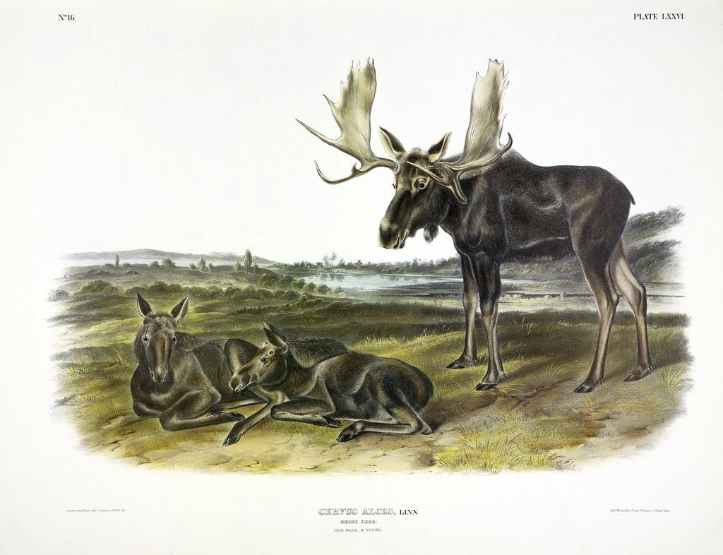 Detail of Moose Deer, Cervus Alces, 1845 by John J. Audubon