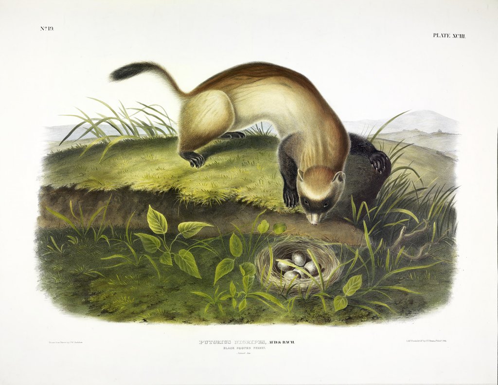 Detail of Black Footed Ferret, Putorius Nigripes, 1845 by John J. Audubon