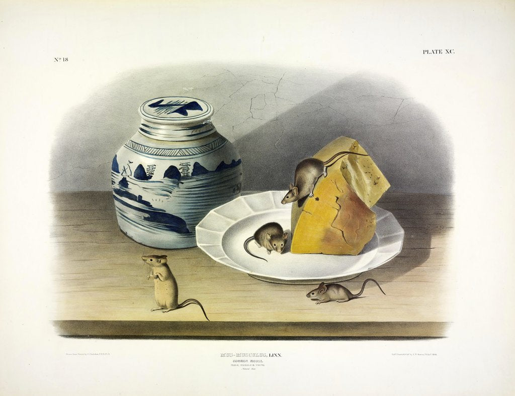 Detail of Common Mouse - Male, Female and Young, 1845 by John J. Audubon