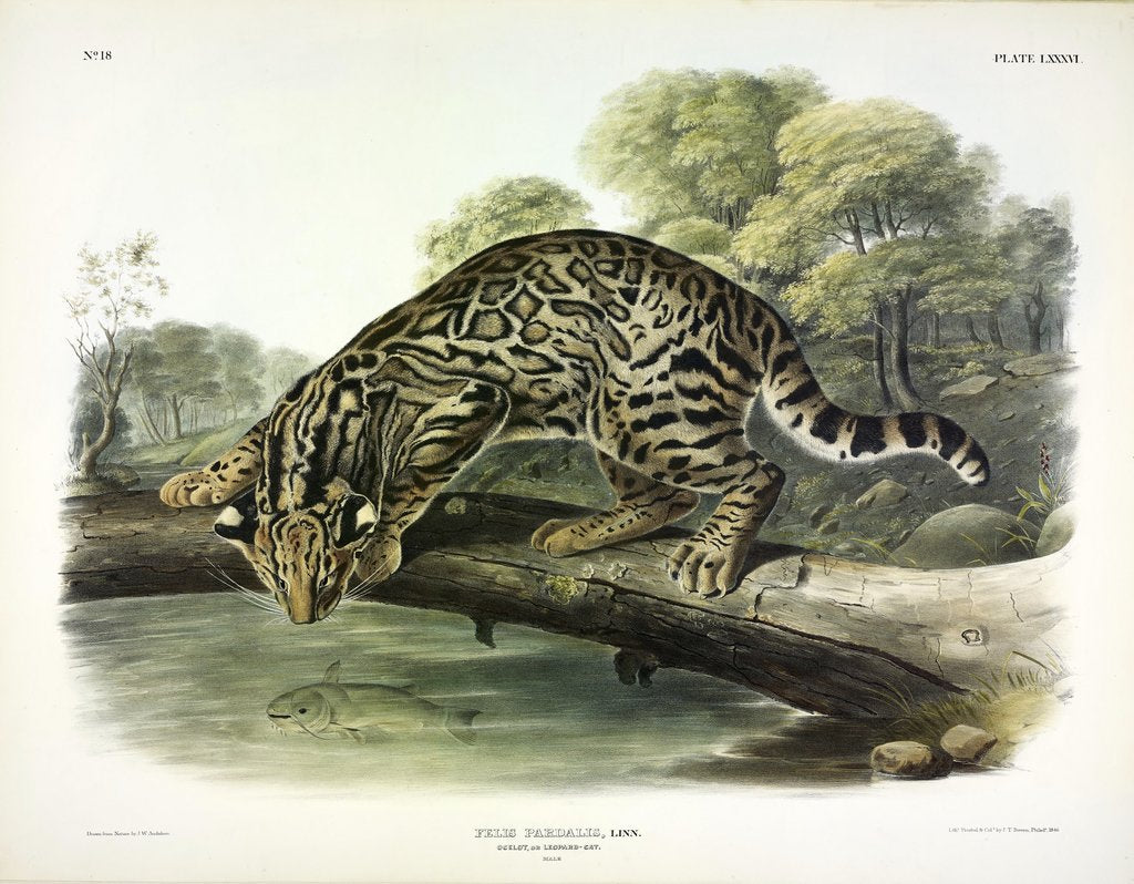 Detail of Ocelot, Felis Pardalis, 1845 by John J. Audubon