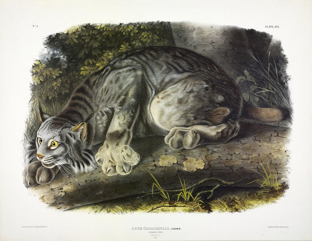 Detail of Canada Lynx, Lynx Canadensis, 1845 by John J. Audubon