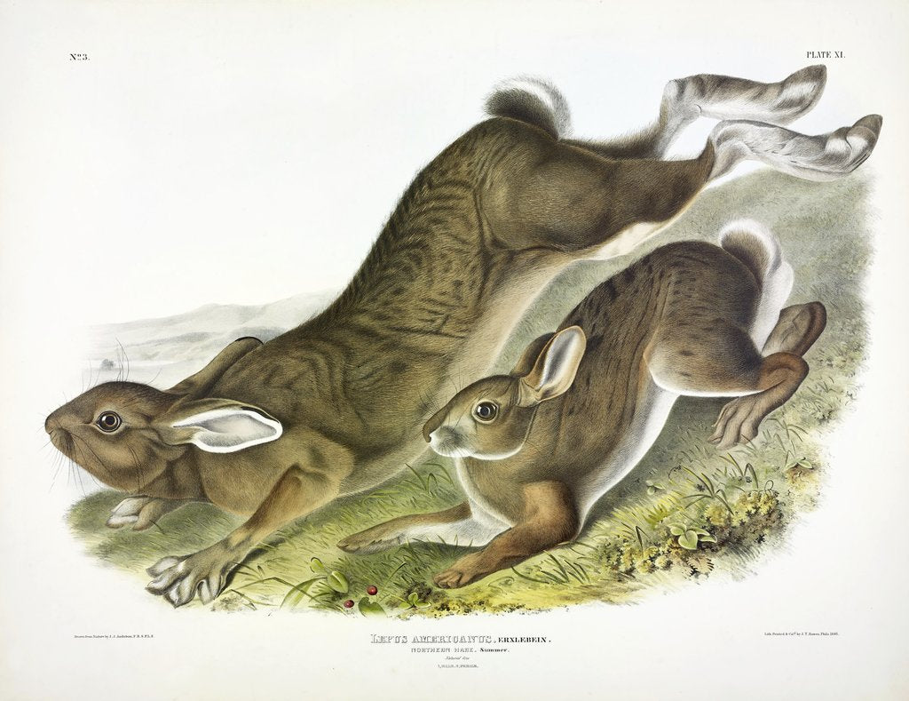 Detail of Northern Hare, Lepus Americanus, 1845 by John J. Audubon