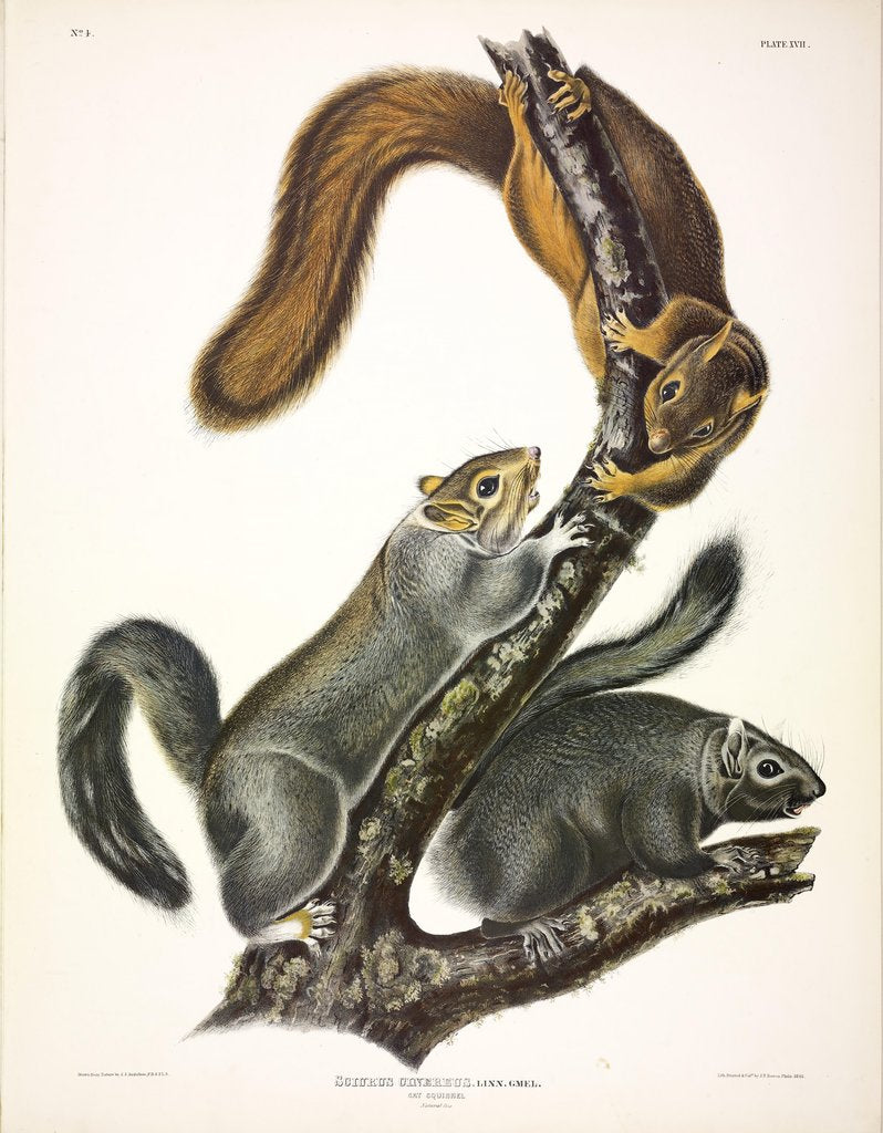 Detail of Cat Squirrel, Sciurus Cinereus, 1845 by John J. Audubon