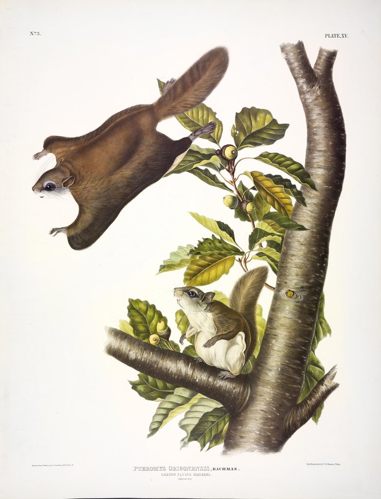Detail of Oregon Flying Squirrel, Pteromys Origonensis, 1845 by John J. Audubon
