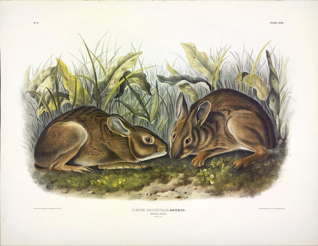 Detail of Marsh Hare, Lepus Palustris, 1845 by John J. Audubon