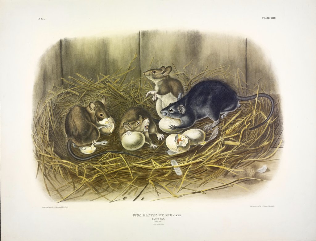 Detail of Black Rat, Mus Rattus et Var, 1845 by John J. Audubon