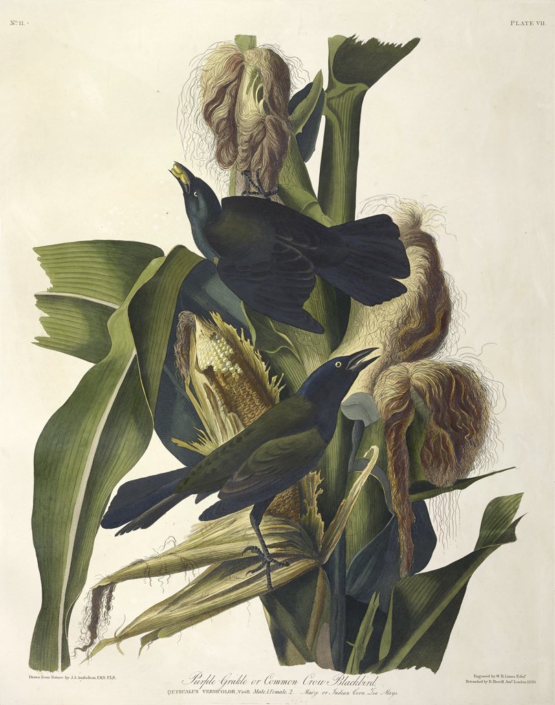 Detail of Purple Grakle or Common Crow Blackbird, 1845 by John J. Audubon