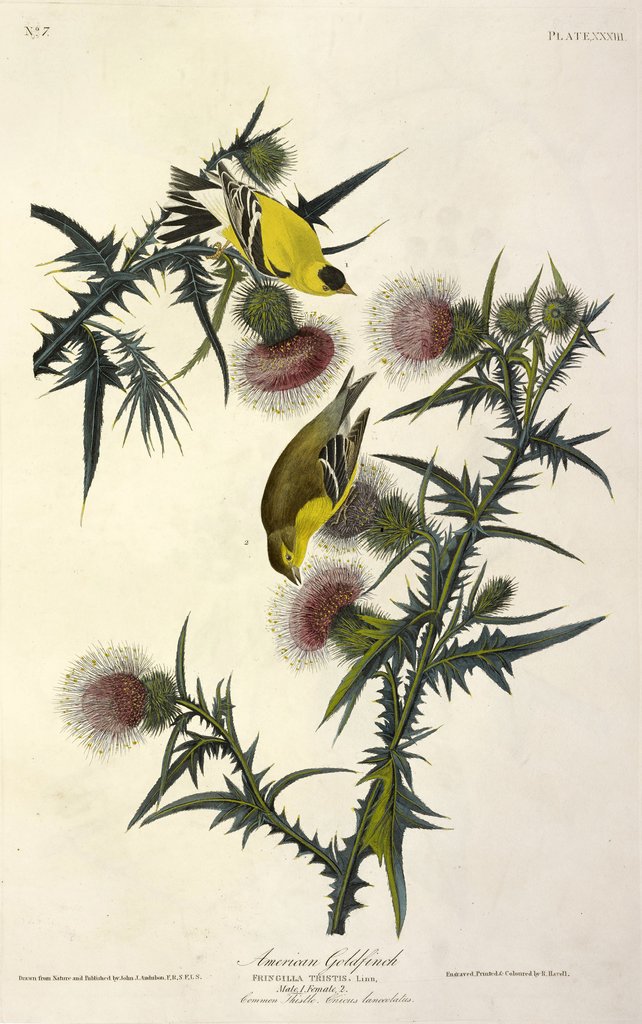 Detail of American Goldfinch, Fringilla Tristis, 1845 by John J. Audubon