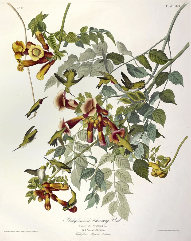 Detail of Ruby Throated Humming Bird, Trochilus Colubris, 1845 by John J. Audubon