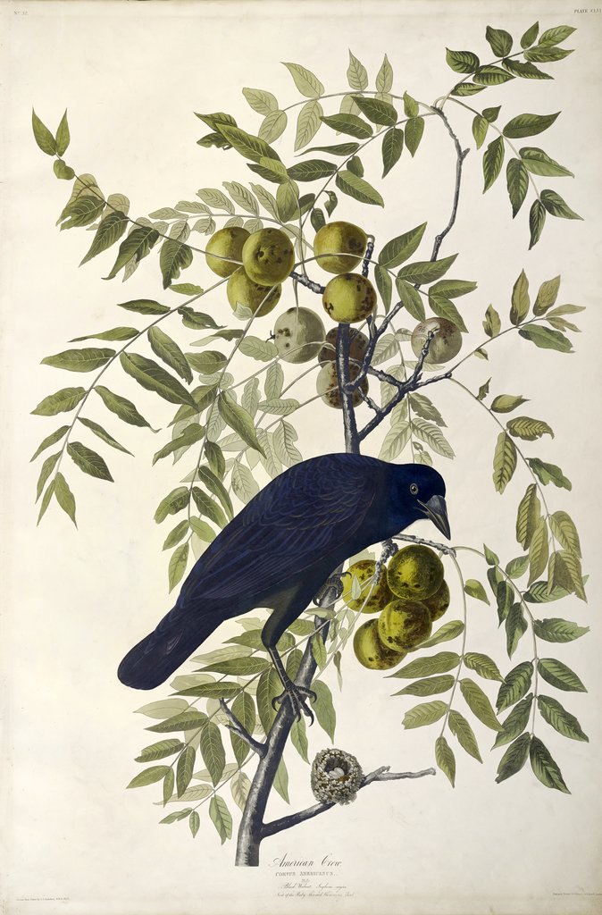 Detail of American Crow, Corvus Americanus, 1845 by John J. Audubon