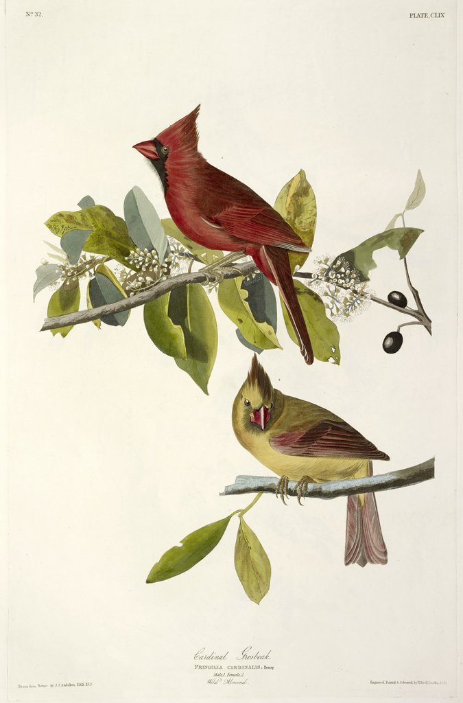 Detail of Cardinal Grosbeak , Fringilla Cardinalis, 1845 by John J. Audubon