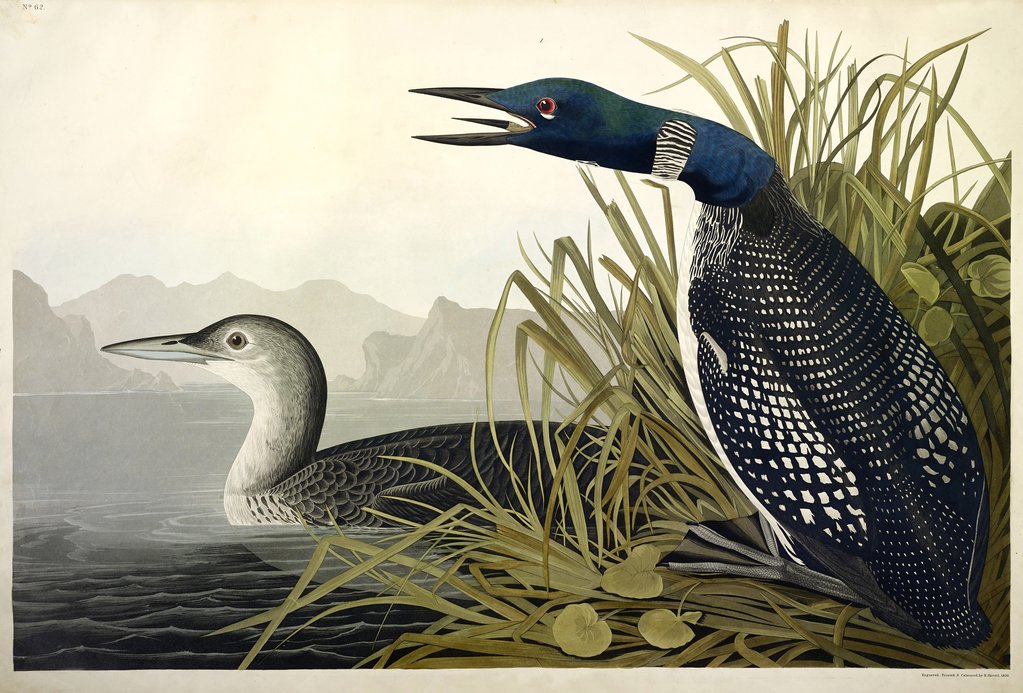 Detail of Great Northern Diver or Loon, Colymbus Glacialis, 1845 by John J. Audubon