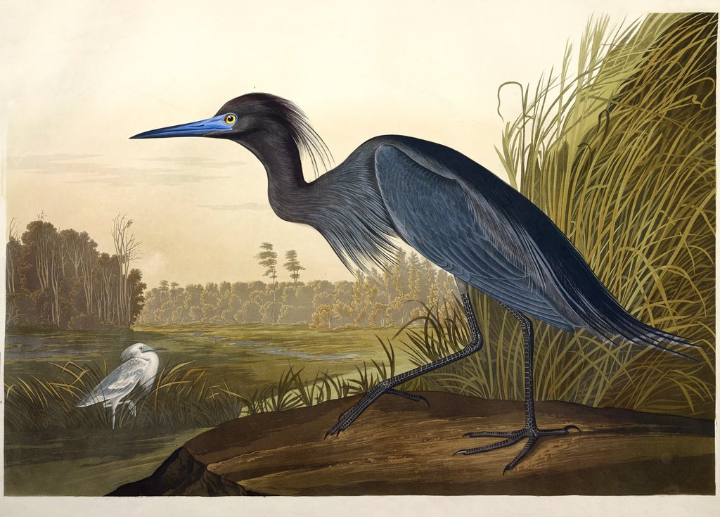 Detail of Blue Crane or Heron, Ardea Coerulea, 1845 by John J. Audubon