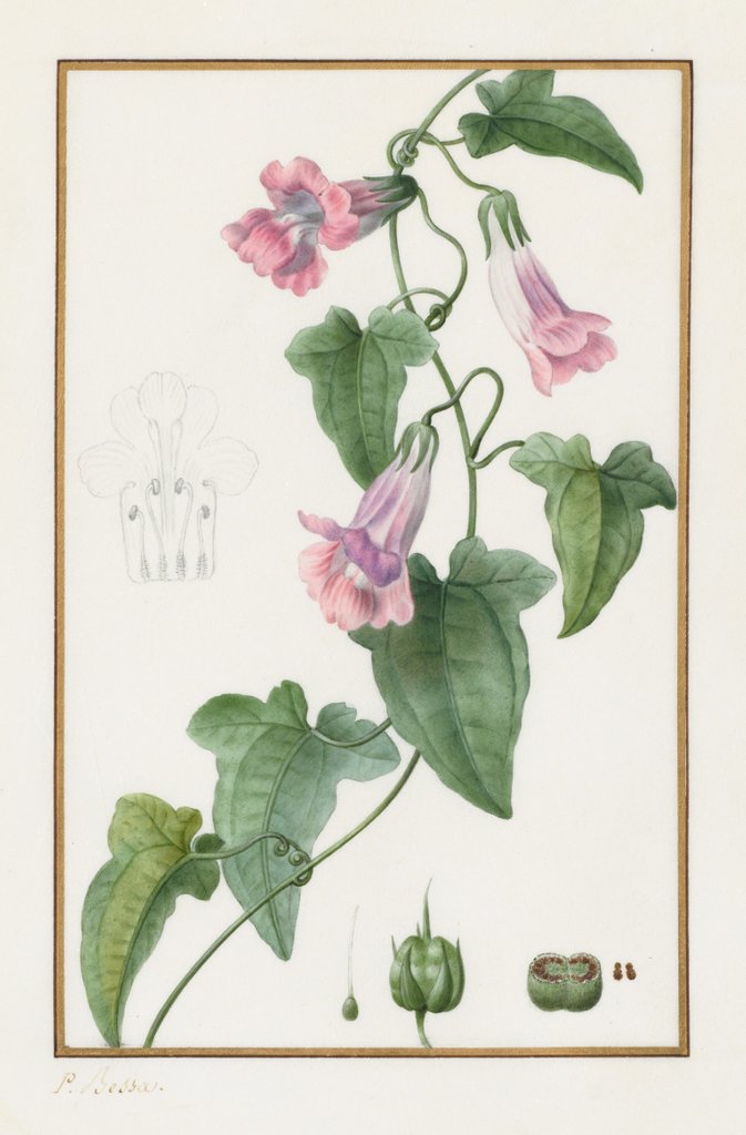 Detail of Botanical: Maurándia semperflorens, 1836 by Pancrace Bessa