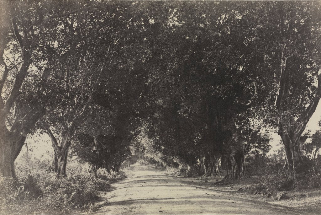 Detail of Avenue of the Banian Trees, Seringham, India, 1858 by Captain Linnaeus Tripe; Madras Presidency