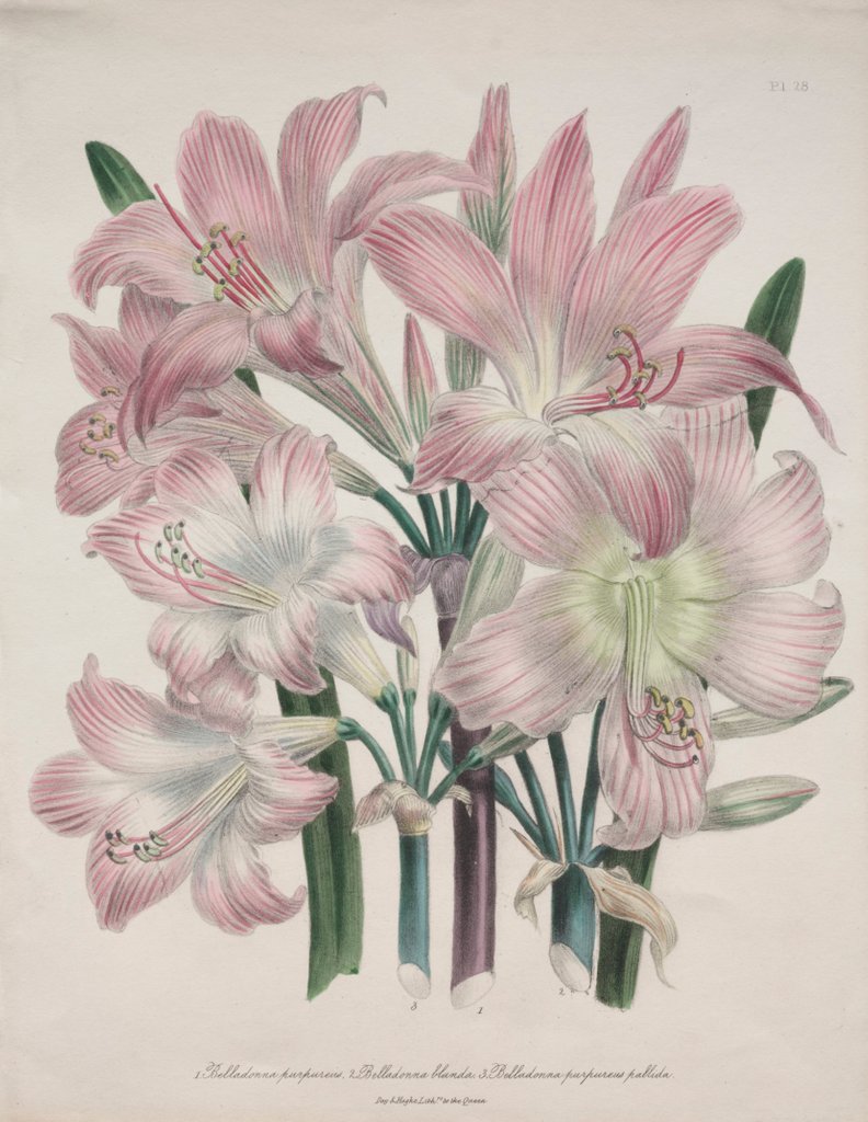 Detail of Belladonna Lily: Amaryllis belladonna by Jane Loudon