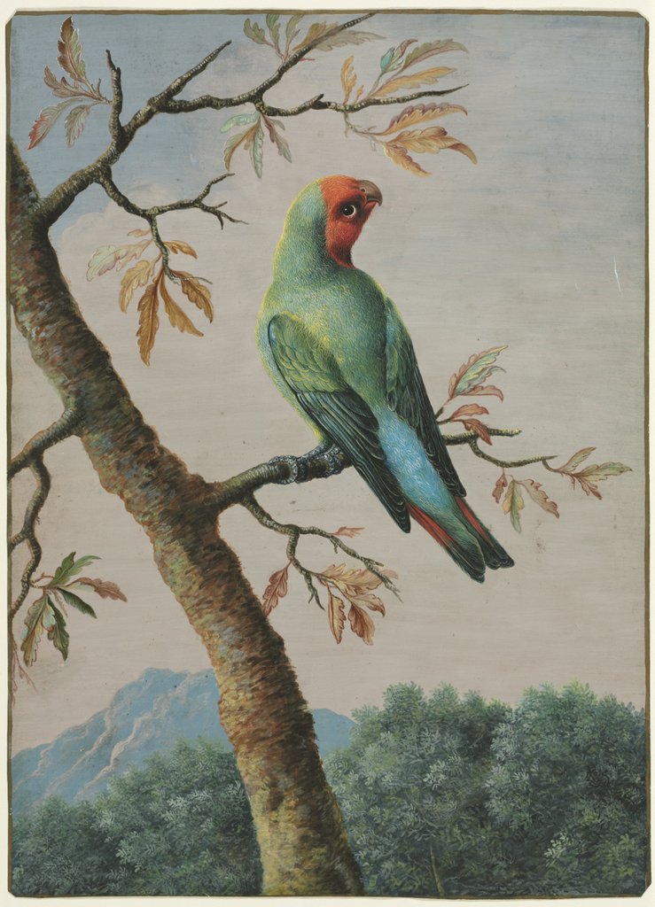 Detail of Bird Study by George Edwards