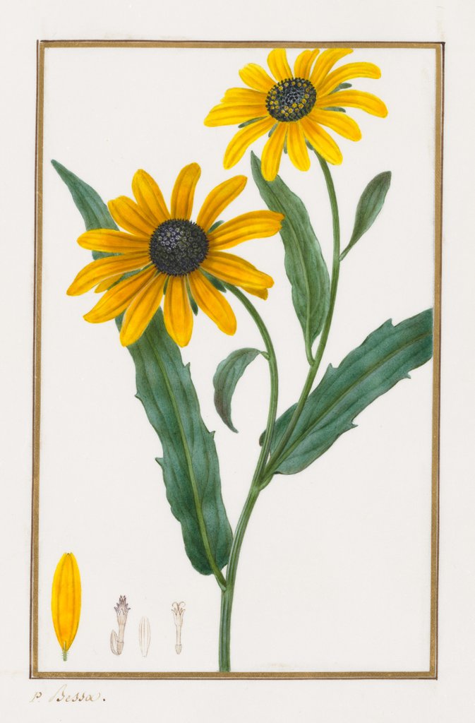 Detail of Black-eyed Susan, 1828-1835 by Pancrace Bessa