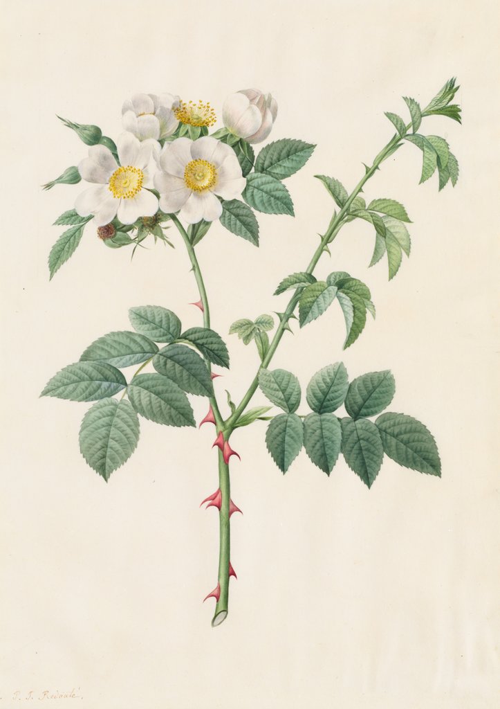 Detail of Brier Bush Rose or Dog Rose, 1817-1824 by Henry Joseph Redouté