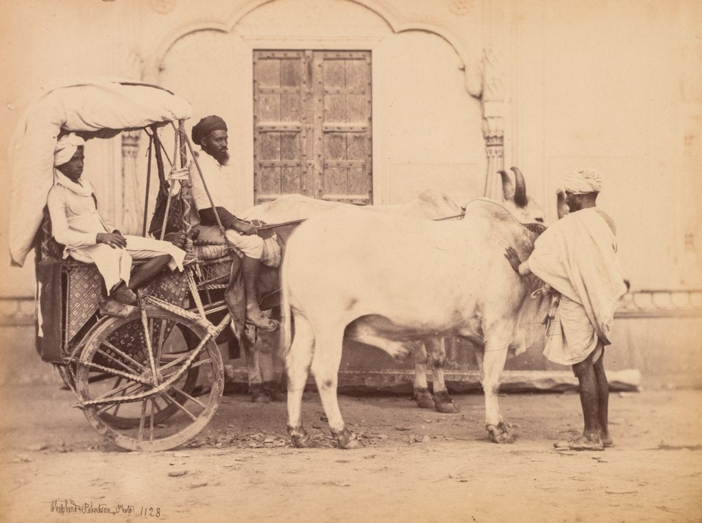 Detail of Bullock Cart, Delhi, 1863 by Shepherd & Robertson