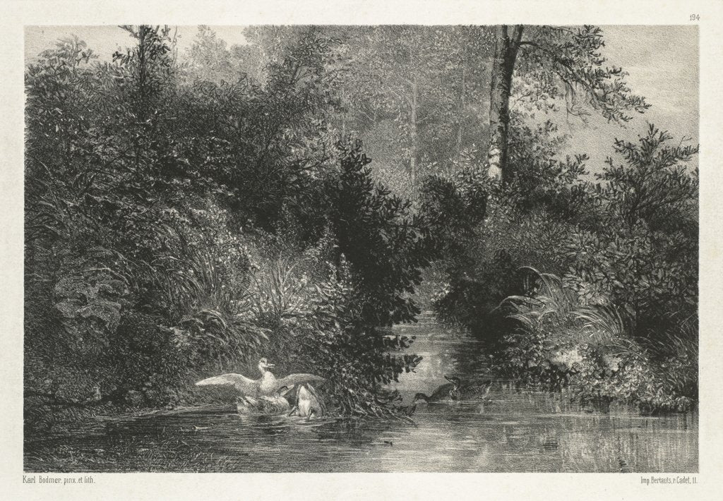 Detail of Canards by Karl Bodmer