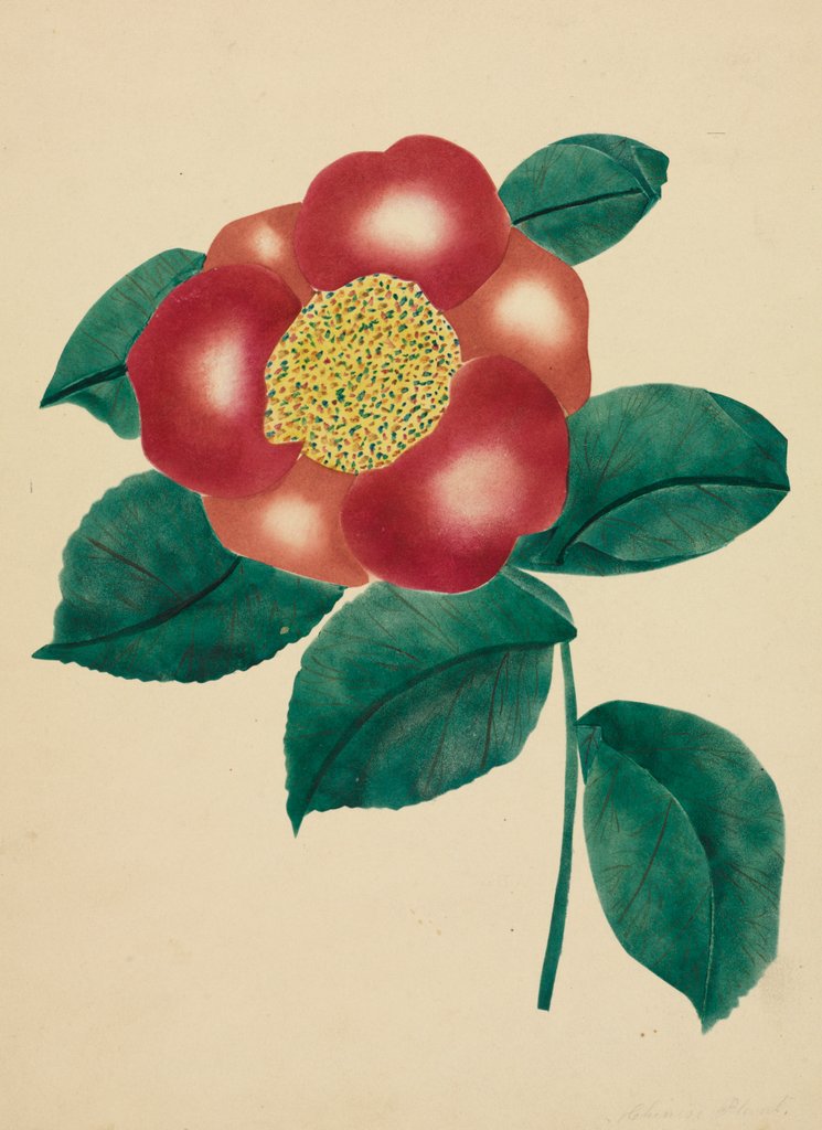 Detail of Chinese Flower by Mary Altha Nims
