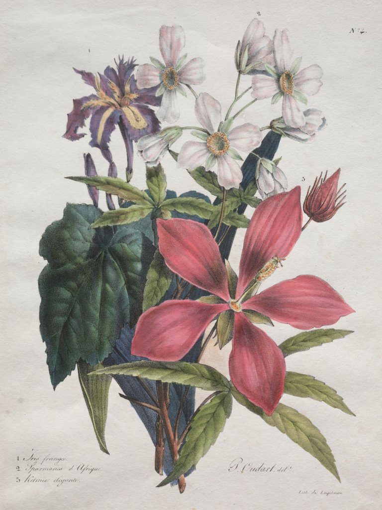 Detail of Cours dHistoire Naturelle, contenant les principales espèces du règne animal?, 1825 by Godefroy Engelmann