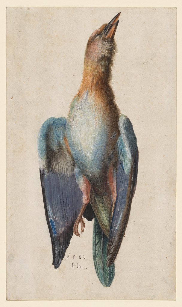 Detail of Dead Blue Roller, 1583 by Hans Hoffmann