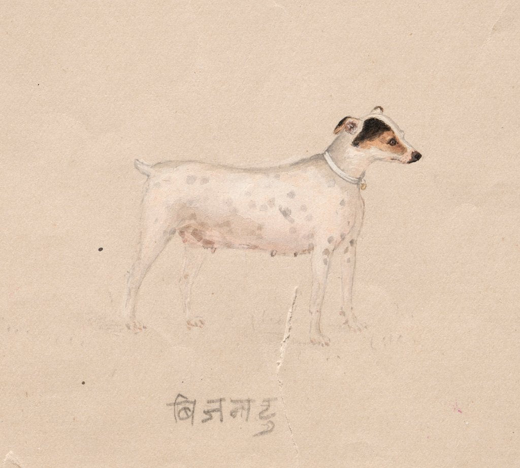 Detail of Dog, 1800s by Unknown