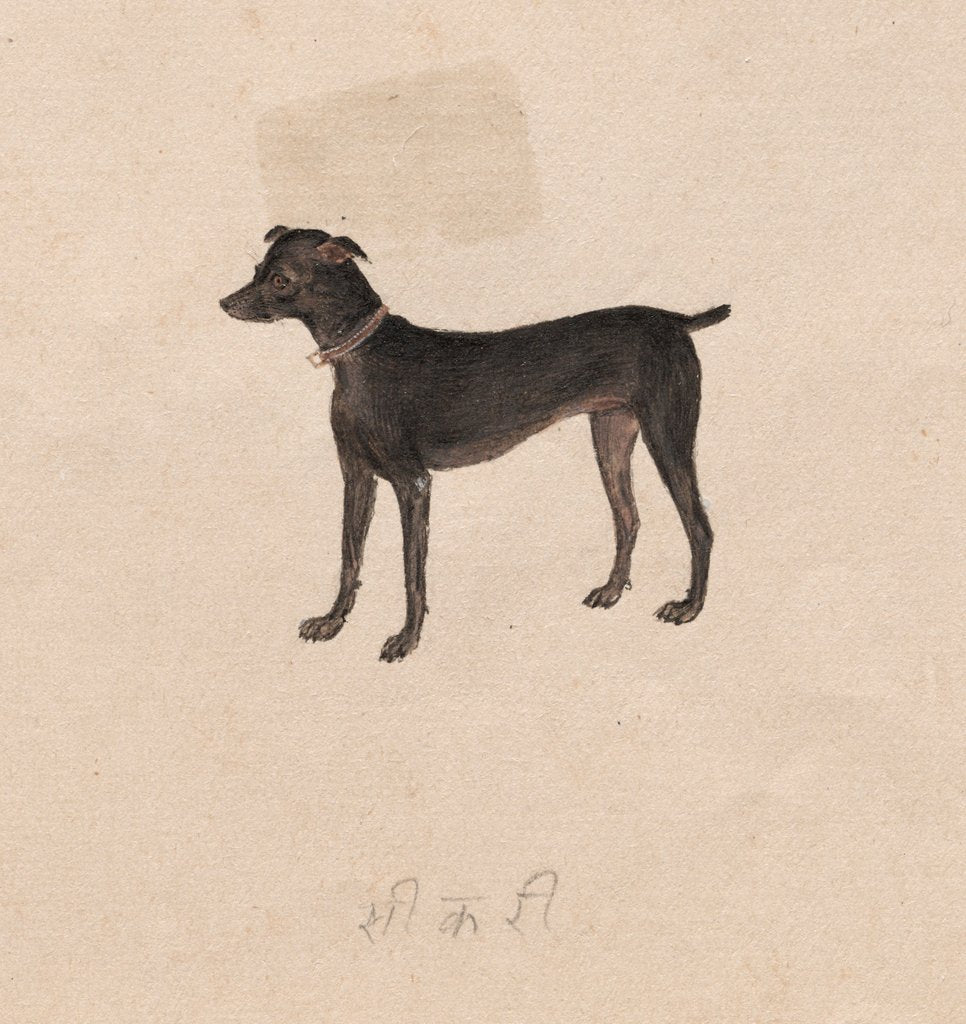 Detail of Dog, 1800s by Unknown