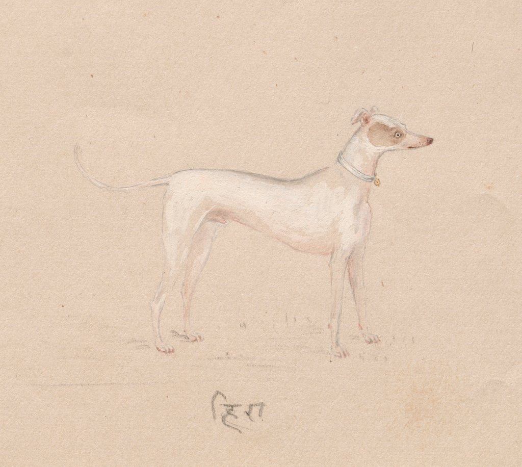 Detail of Dog, 1800s by Unknown