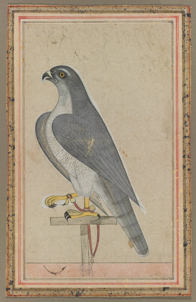 Detail of Falcon, c. 1770 by Unknown