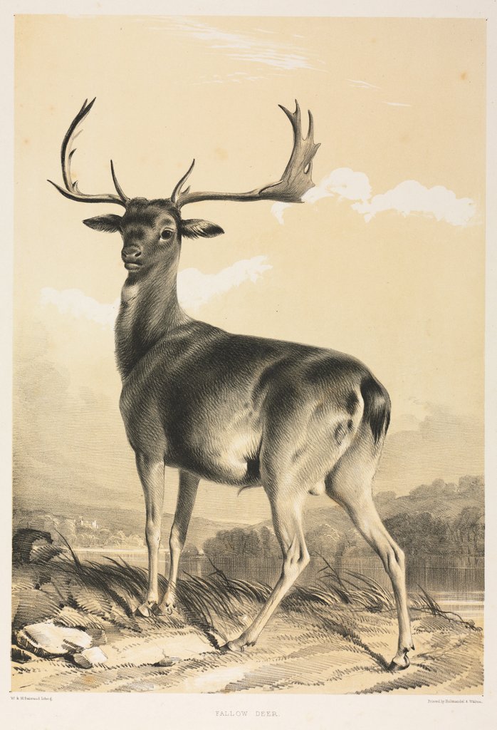 Detail of Fallow Deer by William Barraud; Henry Barraud