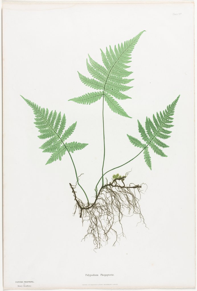 Detail of Ferns of Great Britain and Ireland: Polypodium Phegopteris, 1855-1856 by Henry Bradbury; Bradbury and Evans