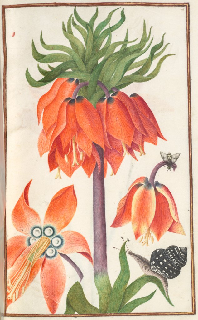 Detail of Florilegium: orange fritillaria imperialis, 1608 by Unknown