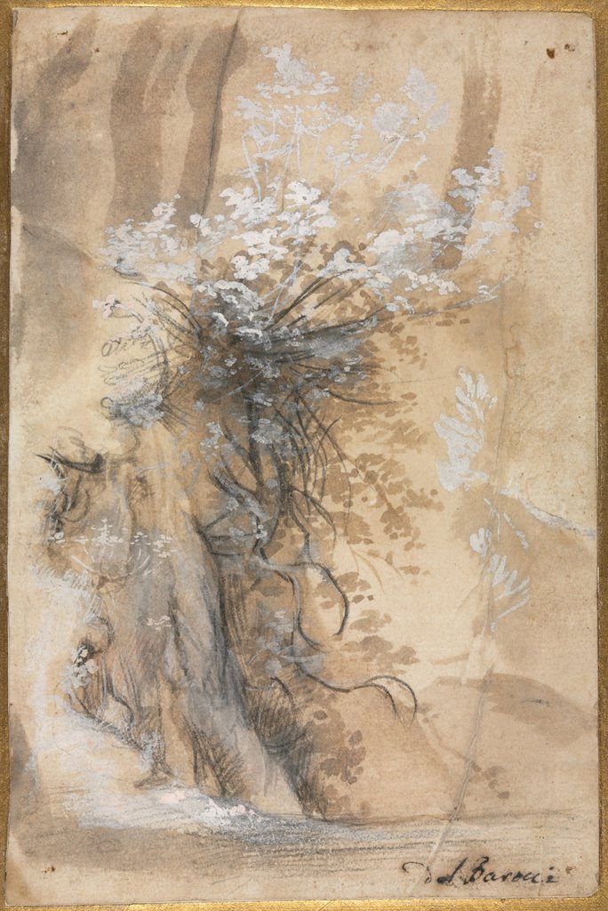 Detail of Flowering Bush above an Eroded Bank, 1565-1570 by Federico Barocci