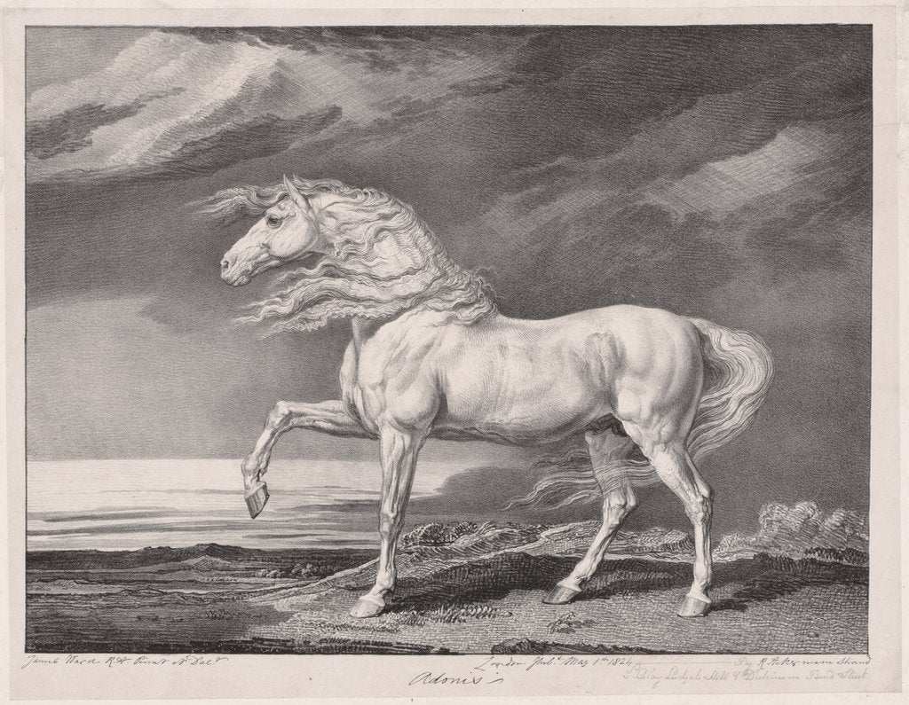 Detail of Fourteen Celebrated Horses: Adonis, 1824 by James Ward