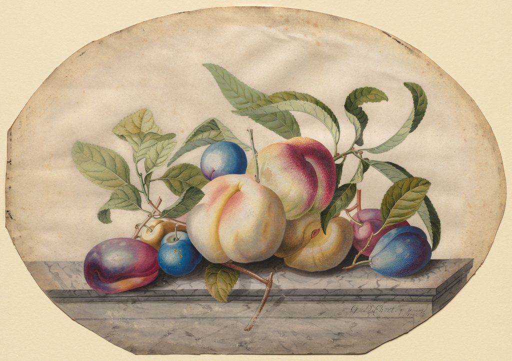 Detail of Fruit Arrangement: Peaches and Plumbs on a Slab of Marble, 1742 by Georg Dionysius Ehret