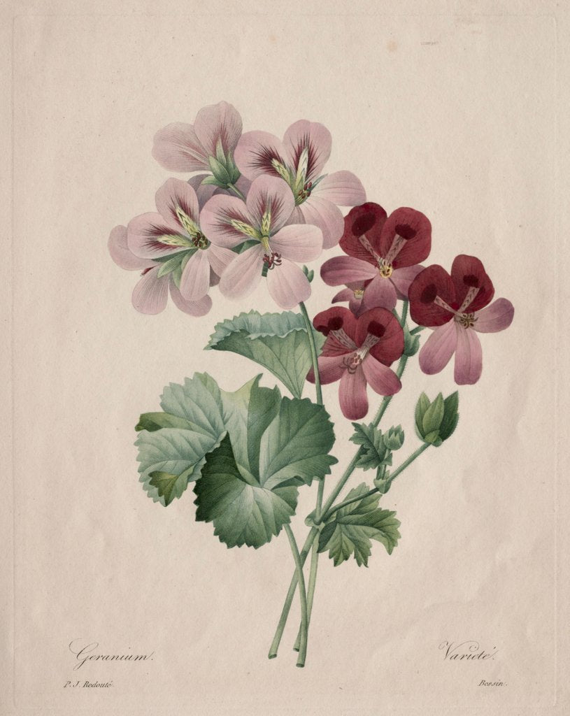Detail of Geranium, 1827 by Henry Joseph Redouté